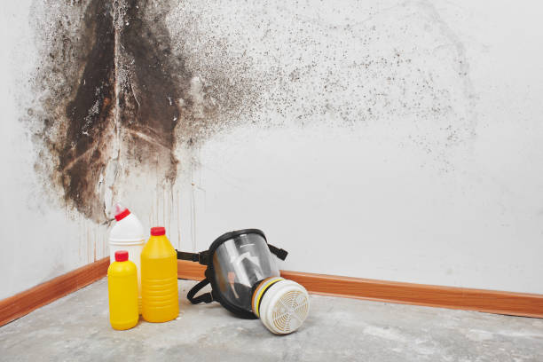 Best Basement Mold Remediation in Homer, GA