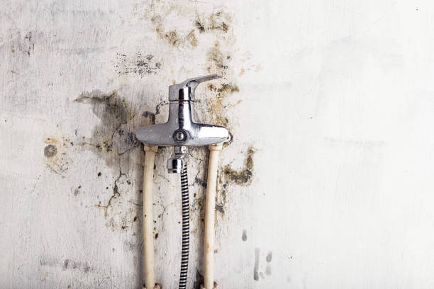  Homer, GA Mold Removal Pros