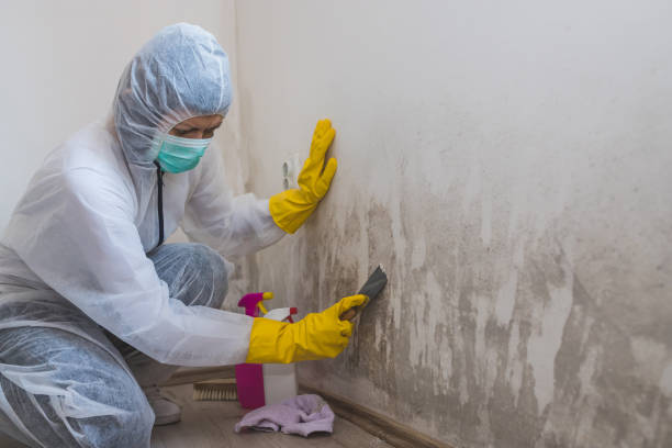 Best DIY Mold Remediation Support Services in Homer, GA