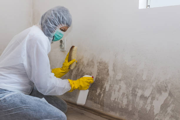 Best Post-Flood Mold Remediation in Homer, GA