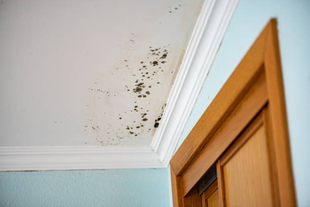 Best Residential Mold Remediation in Homer, GA