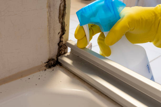 Best Residential Mold Remediation in Homer, GA