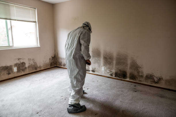 Professional Mold Remediation in Homer, GA