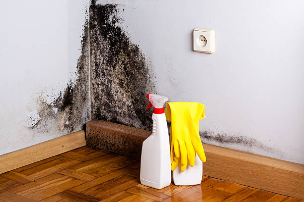 Best Health and Safety Mold Remediation in Homer, GA