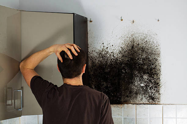 Best Post-Flood Mold Remediation in Homer, GA