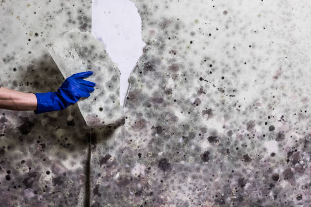 Best White Mold Remediation in Homer, GA